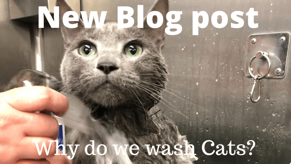 Why do we wash&nbsp;cats?