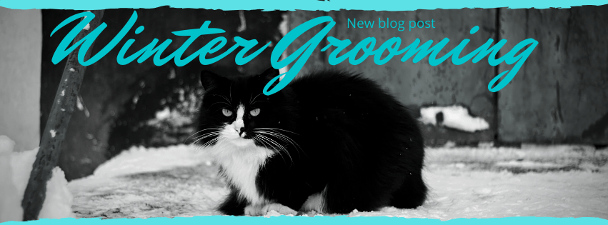 Winter Cat Grooming