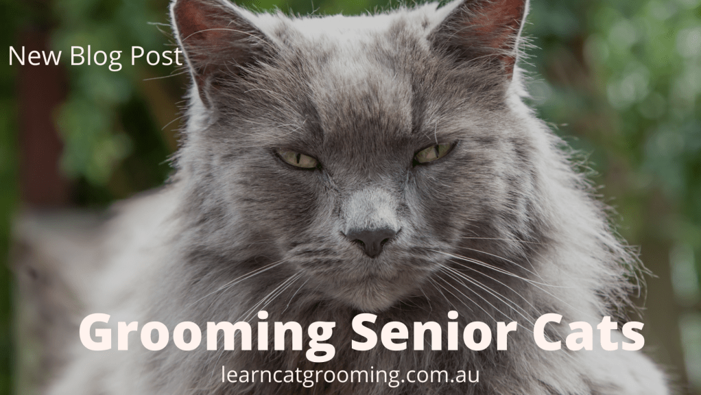 Grooming Senior Cats