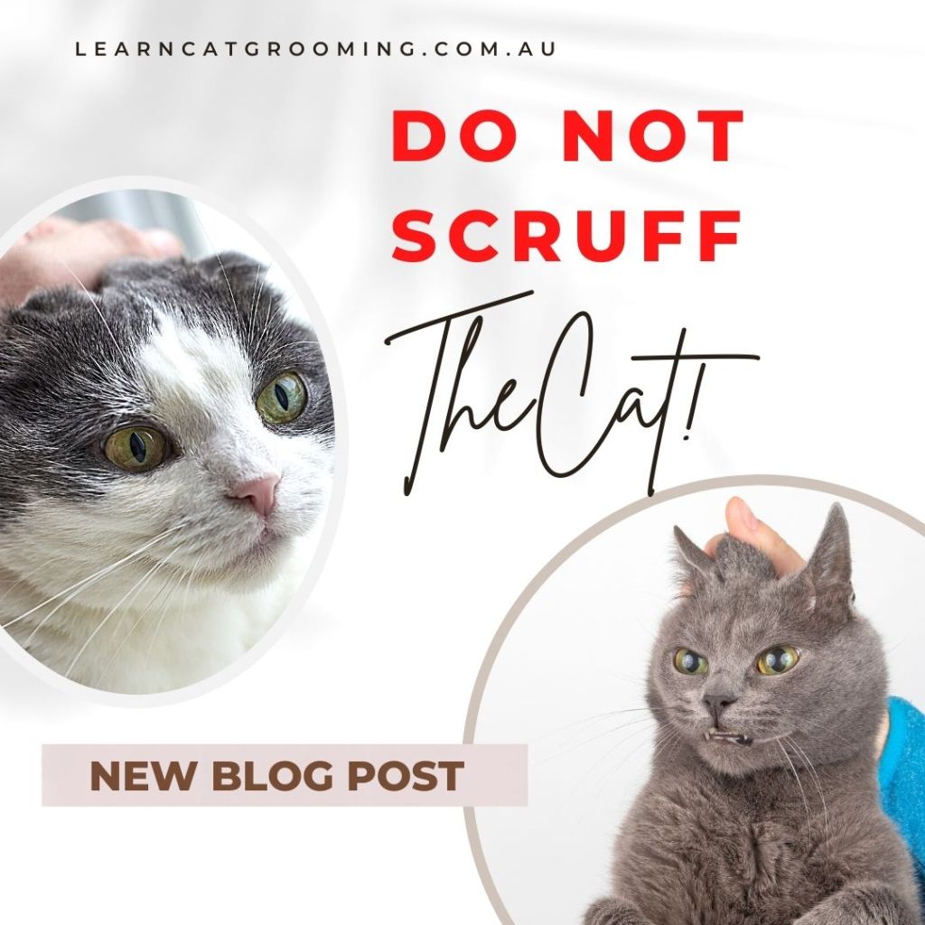 Do not scruff the&nbsp;Cat!