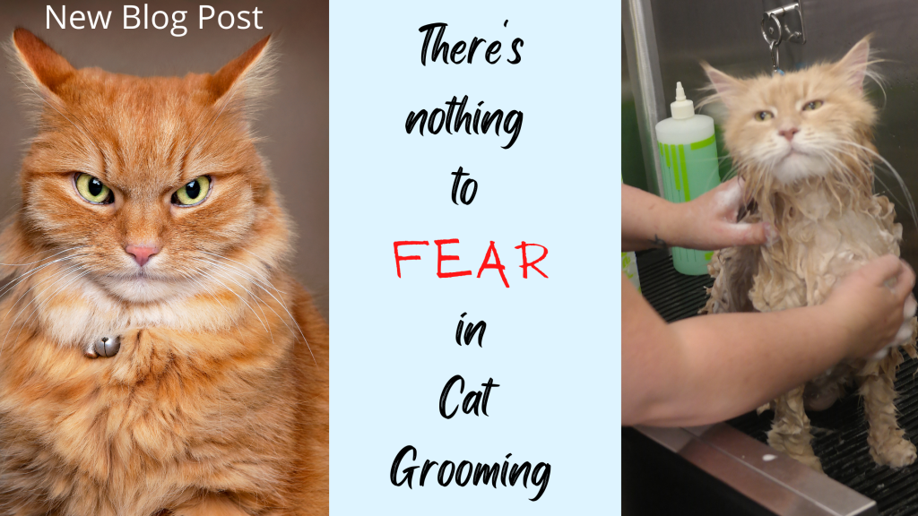 There is nothing to FEAR in Cat&nbsp;Grooming