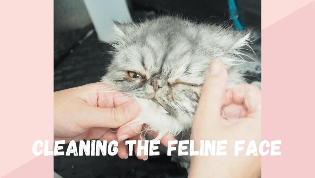 Cleaning the Feline Face- while having a happy&nbsp;cat!