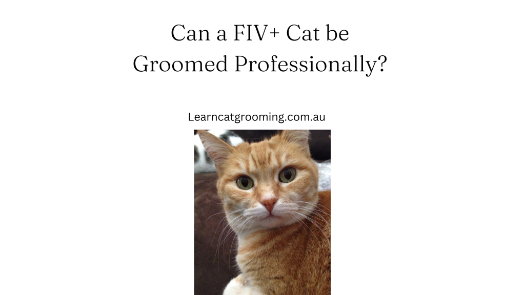 Can a FIV+ Cat be Groomed Professionally?
