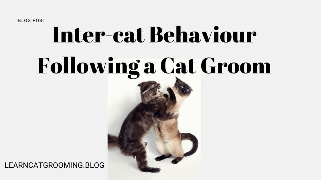 Inter-cat Behaviour Following a Cat Groom