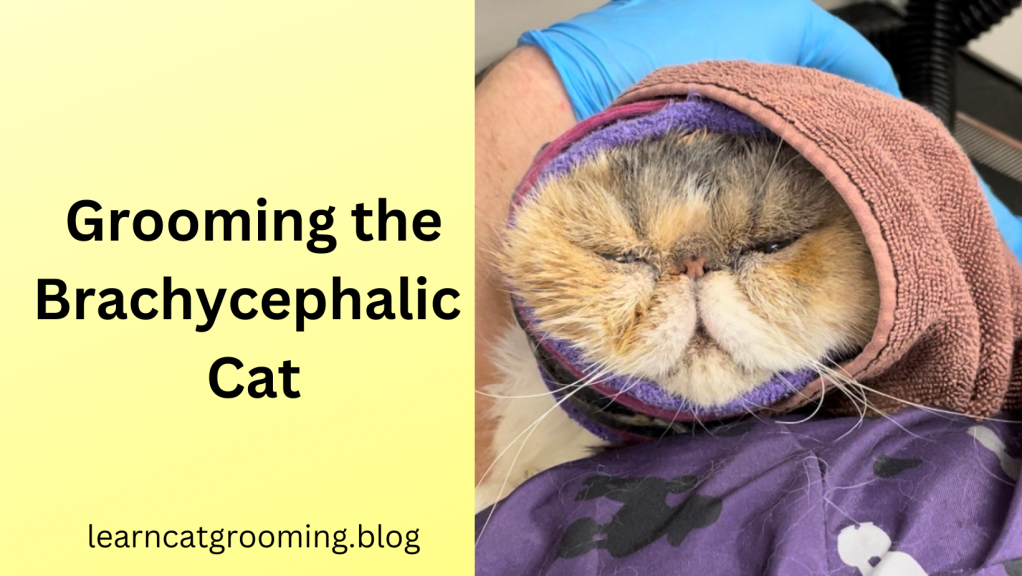 Grooming the Brachycephalic Cat