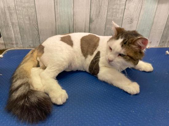 334271300_151481784459088_2008187669753753870_n